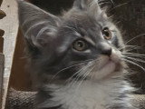 Adorable petit chaton Maine Coon à vendre