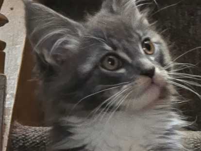 Adorable petit chaton Maine Coon à vendre