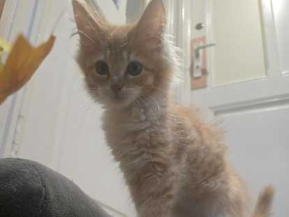 Adorable petit chaton Maine Coon à vendre
