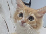 Adorable petit chaton Maine Coon à vendre
