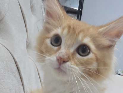 Adorable petit chaton Maine Coon à vendre