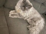 Chatte Persane bleu smoke non LOOF à vendre Cher