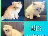 3 chatons Sibériens Neva Masquerade mâles LOOF à réserver