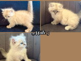 3 chatons Sibériens Neva Masquerade mâles LOOF à réserver