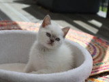 Chaton British Shorthair mâle lilac point inscrit au LOOF à vendre