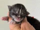 Portée Maine Coon LOOF 3 chatons black silver nés avril 2026 à réserver