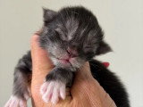 Portée Maine Coon LOOF 3 chatons black silver nés avril 2026 à réserver