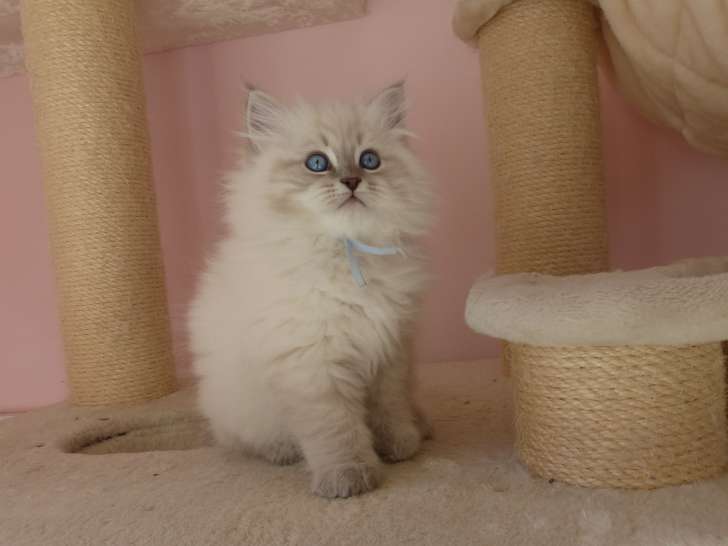 Chatons Neva Masquerade à vendre (3 femelles & 2 mâles)