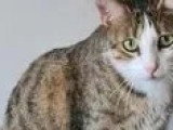 À adopter : chatte au pelage tigré blanc d'un an