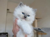 Chaton femelle Ragdoll bleu mitted LOOF de mars 2026 à réserver