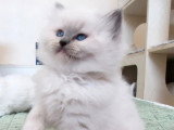 Chaton femelle Ragdoll bleu mitted LOOF de mars 2026 à réserver