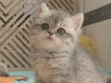 4 chatons British Shorthair de mars 2026 à réserver LOOF