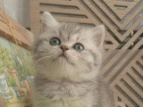 4 chatons British Shorthair de mars 2026 à réserver LOOF