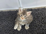 Chaton femelle Maine Coon bleu silver à réserver LOOF