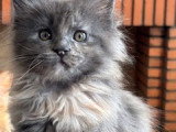 Chatons Maine Coon à vendre