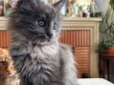 Chatons Maine Coon à vendre