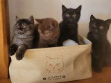 4 chatons femelles British Shorthair LOOF janvier 2026 en vente