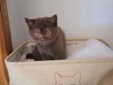 4 chatons femelles British Shorthair LOOF janvier 2026 en vente