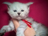 Réservation de 7 chatons Maine Coon LOOF de mars 2026 à vendre