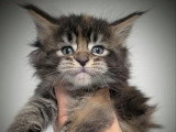 Réservation de 7 chatons Maine Coon LOOF de mars 2026 à vendre