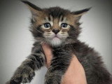 Réservation de 7 chatons Maine Coon LOOF de mars 2026 à vendre