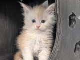 Réservation de 7 chatons Maine Coon LOOF de mars 2026 à vendre