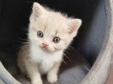 3 chatons Scottish à réserver non LOOF, nés en mars 2026