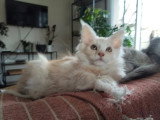 1 chaton femelle Maine Coon LOOF red silver blotched tabby de janvier 2026  à vendre