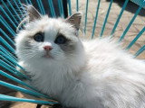1 chaton Ragdoll mâle blue point LOOF de décembre 2025 à vendre