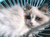 1 chaton Ragdoll mâle blue point LOOF de décembre 2025 à vendre