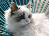 1 chaton Ragdoll mâle blue point LOOF de décembre 2025 à vendre
