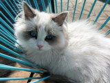 1 chaton Ragdoll mâle blue point LOOF de décembre 2025 à vendre