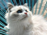 1 chaton Ragdoll mâle blue point LOOF de décembre 2025 à vendre