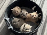 Chatons British Shorthair et Longhair à vendre