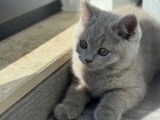 Chatons British Shorthair et Longhair à vendre