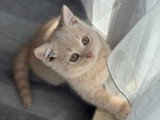 Chatons British Shorthair et Longhair à vendre