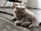 Chatons British Shorthair et Longhair à vendre