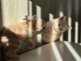 Chatons British Shorthair et Longhair à vendre