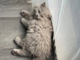 Chatons British Shorthair et Longhair à vendre
