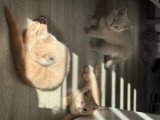 Chatons British Shorthair et Longhair à vendre