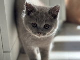Chatons British Shorthair et Longhair à vendre