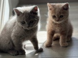 Chatons British Shorthair et Longhair à vendre