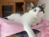 Adoption disponible : chatte noire et blanche de 5 ans