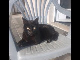 À la recherche d'une famille : chat noir de 10 ans