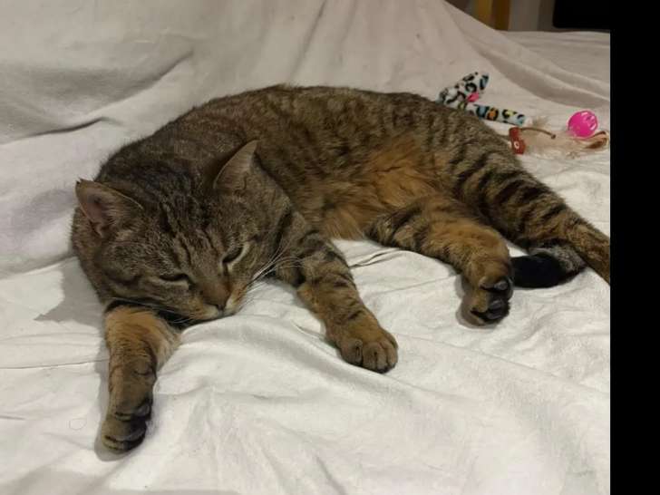 Prêt pour l'adoption : chat tigré d'un an