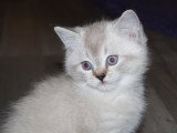 Chatons British Shorthair à vendre (1 femelle & 3 mâles)