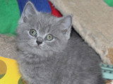 Chatons British Shorthair à vendre (1 femelle & 3 mâles)