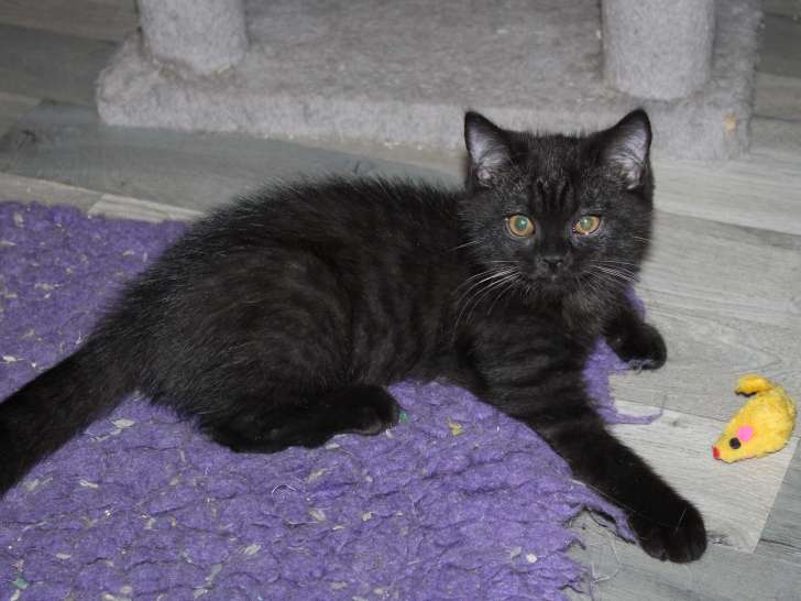 Chatons British Shorthair à vendre (1 femelle & 1 mâle)