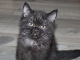Chatons British Shorthair à vendre (1 femelle & 1 mâle)