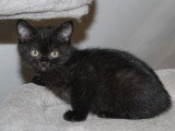 Chatons British Shorthair à vendre (1 femelle & 1 mâle)